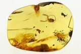 Fantastic Fossil Pseudoscorpion (Cheliferidae) In Baltic Amber #272668-1